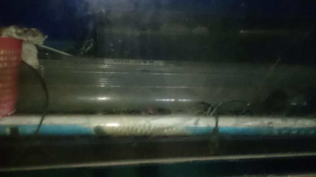 Bán trọn bộ hồ nuôi cá RỒNG - Kính 10 ly toàn bộ: 1m40 x60x60 ,1m50 x60x60 ,3 đèn,Lọc - 3