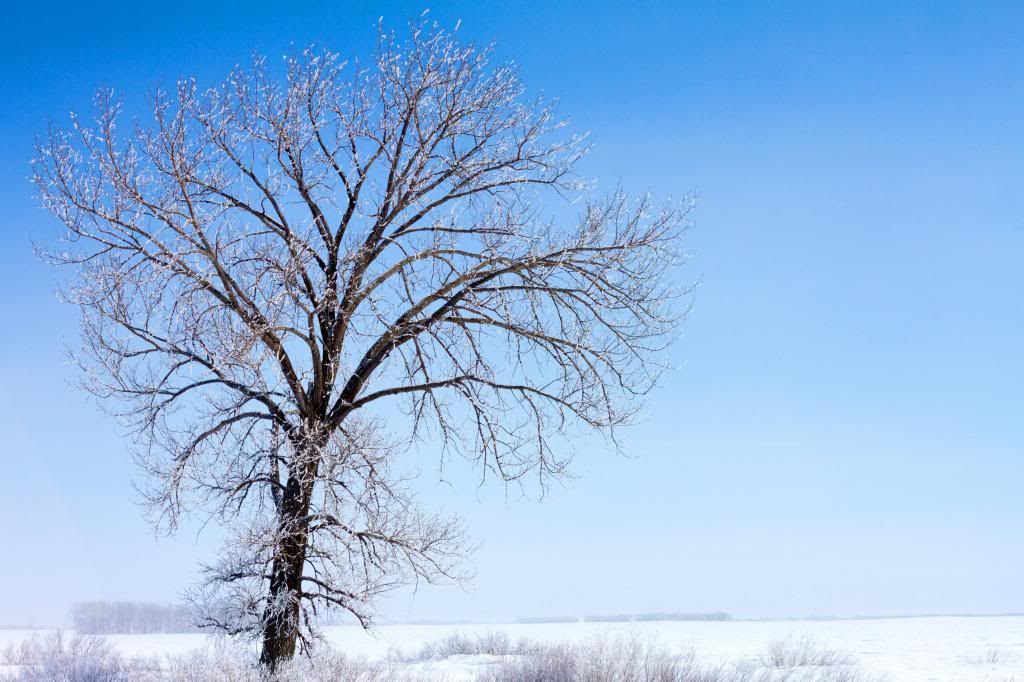 IMAGE: http://i1275.photobucket.com/albums/y447/415Photo/IMG_5186a_zpsa70e7d4c.jpg