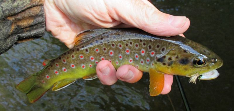 Better than average Duchy trout