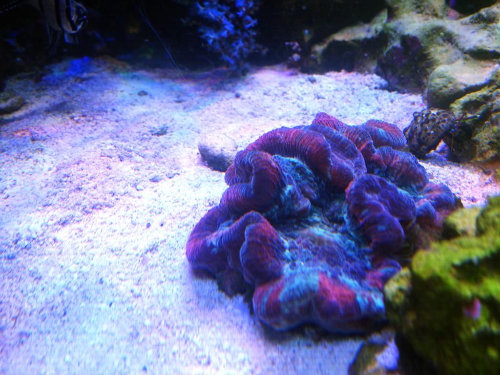 Sweeper Tentacles and Coral Placement Marine Aquariums South Africa