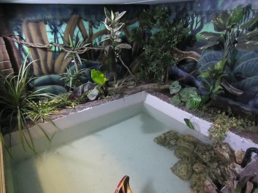 Crocodile Enclosure Build at my Education Centre Reptile Forums