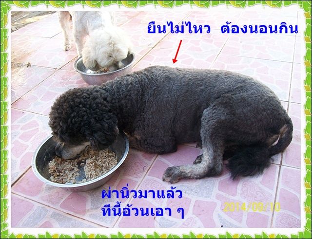 photo dog018_zps82c5b5b5.jpg