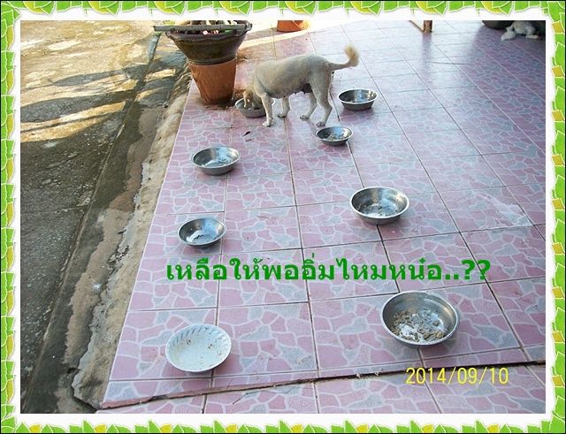 photo dog022_zpsf63dd83f.jpg