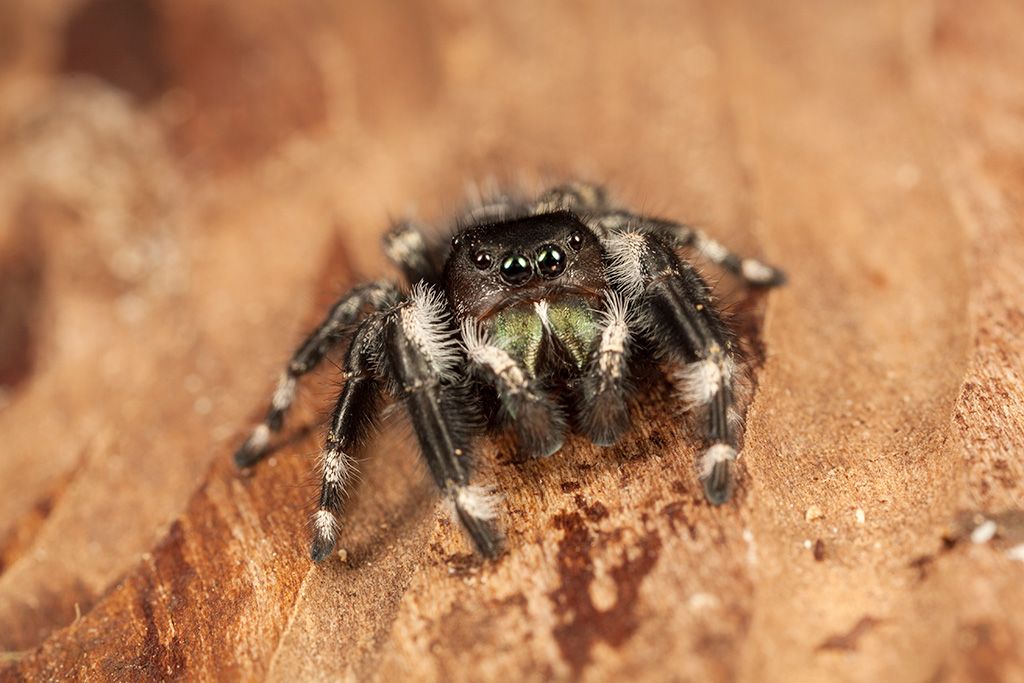 IMAGE: http://i1275.photobucket.com/albums/y452/chrisandrewsphoto/IMG_5498_zps84539758.jpg