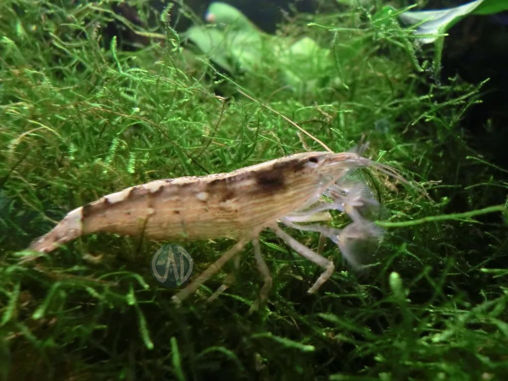 GAMBA AGUA DULCE gamba agua dulce: