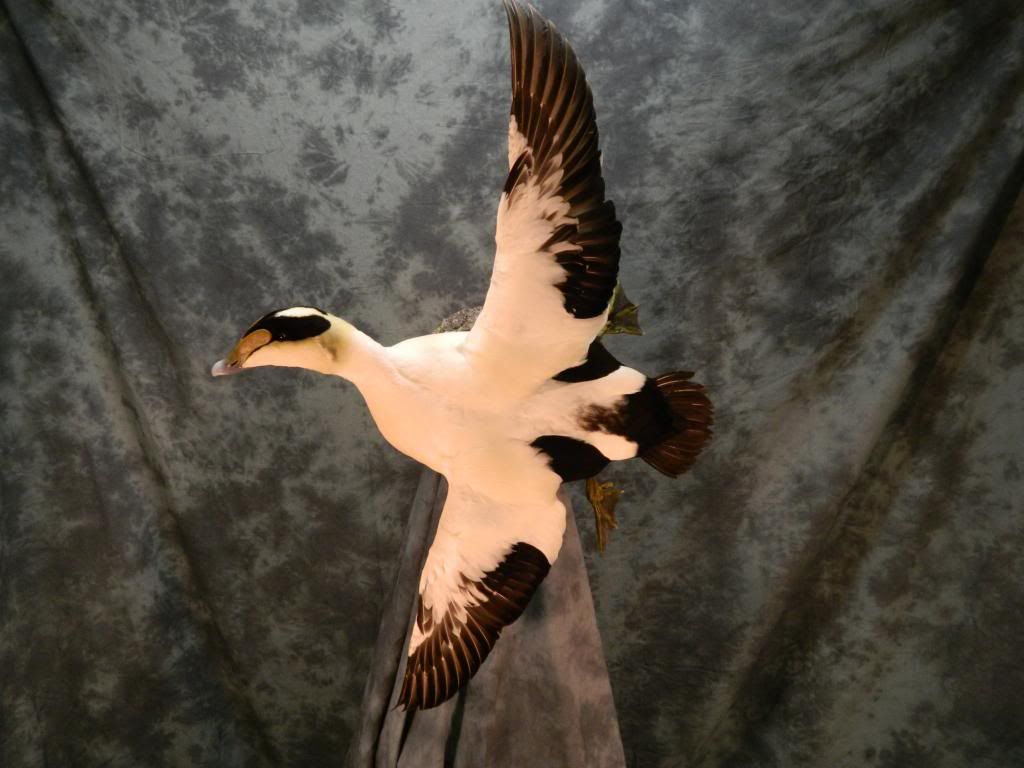 banking eider (c) wildwingstaxidermy banking