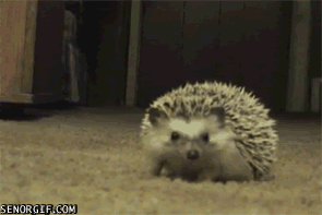 photo tumblr_lzyubd87vM1qjxyfjo1_400_zps6c6c787e.gif
