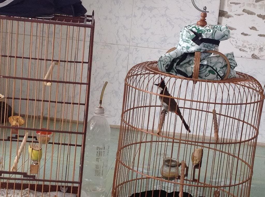 GV-Chào mào bổi tuyển,đầu giàn,thi đấu (QN-ĐN):SôgKôn-CaoÁp-MỹSơn-TrugMag-TràMy-HB... - 4