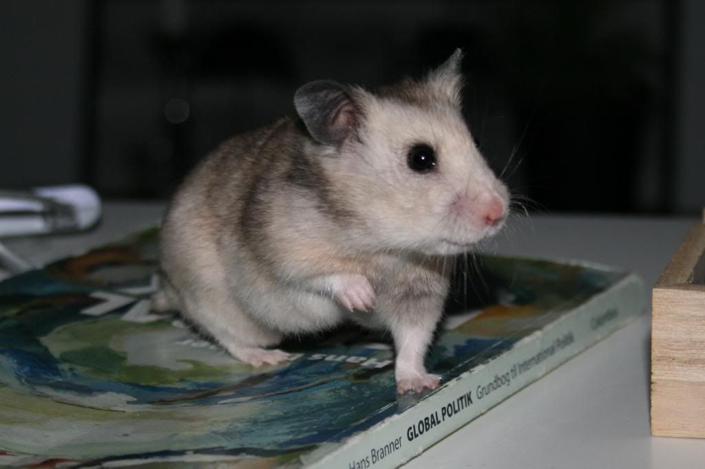 Billede