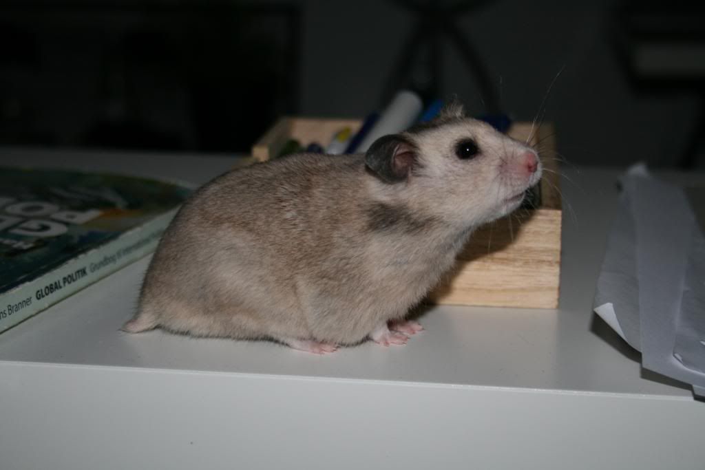 Billede