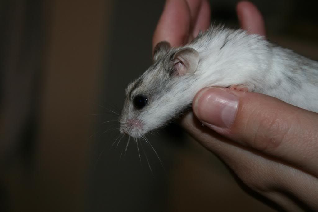 Billede
