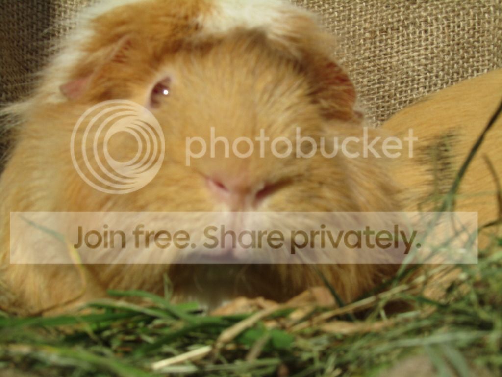 IMG_0141_zps4e265f62.jpg