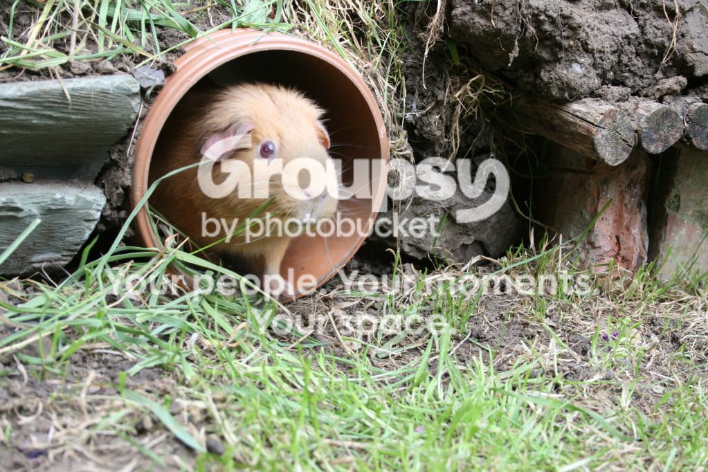 IMG_1210_zpsa2b6fe8c.jpg