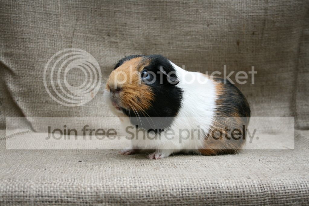 IMG_2271_zps10da0c8b.jpg